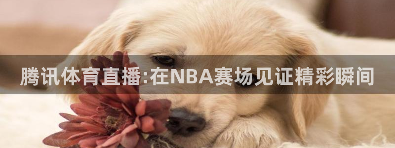 足球直播 178：腾讯体育直播:在NBA赛场见证精彩瞬间