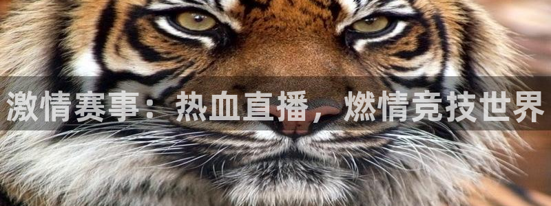 178直播nba比赛在线观看：激情赛事：热血直播，燃情竞技世界